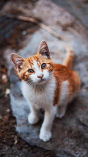 可爱三色小猫蹲坐石上