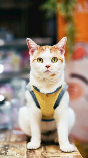 穿背带的可爱猫咪