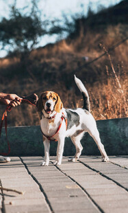 可爱比格犬在户外木板路