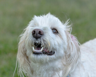 可爱白毛犬张嘴露齿瞬间