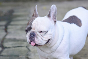可爱法国斗牛犬吐舌卖萌
