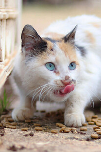 三色猫吐舌卖萌超可爱