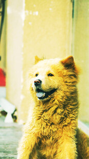 可爱黄毛犬街头惬意模样