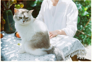 白衣人旁的可爱猫咪