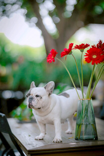 法斗犬与瓶中红花同框