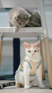 两只可爱猫咪温馨同框
