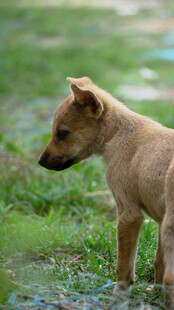 田野中的可爱棕色幼犬