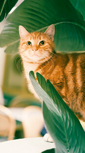 橘猫躲在绿叶间张望