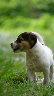草地上的可爱小猎犬