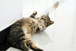 猫咪躺地玩逗猫棒
