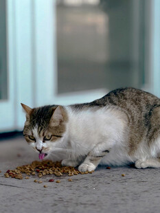猫咪专注享用美味猫粮