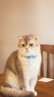 可爱猫咪端坐木椅