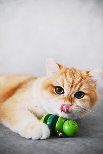 橘猫玩绿色小球超可爱