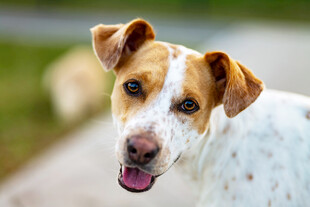 斑点萌犬吐舌可爱模样