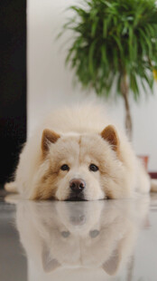趴着的可爱松狮犬
