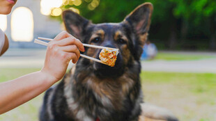给狗狗刷牙的温馨瞬间