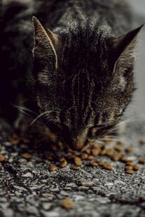 猫咪低头享用美味猫粮