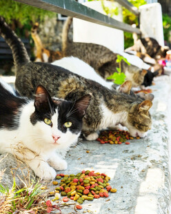 猫咪享用美味猫粮