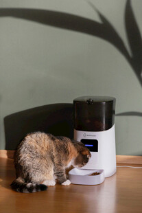 猫咪好奇探身宠物喂食器