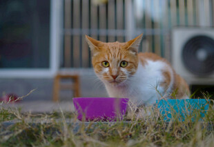 橘猫在户外玩彩色物件