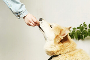 主人喂食可爱的柯基犬