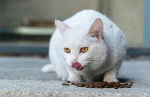 白猫低头舔食地上猫粮