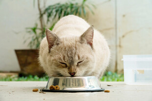 猫咪低头享用碗中食物