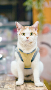 可爱萌猫穿背带