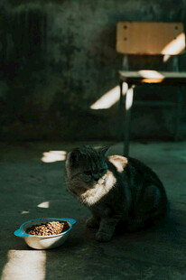 雨夜中进食的猫咪