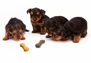 可爱幼犬与零食
