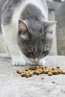 灰白猫咪低头吃猫粮