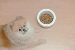 博美犬与食物碗