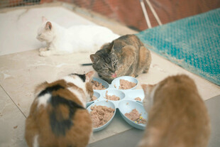 猫咪们围食盘中食物