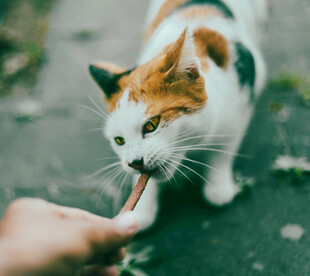 猫咪惬意舔食手中食物