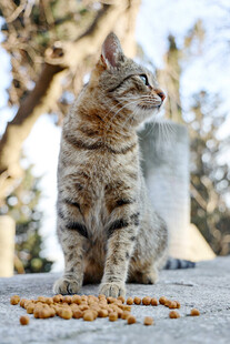 户外进食的可爱花纹猫咪