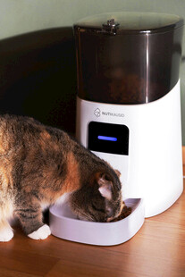 猫咪使用自动喂食器进食