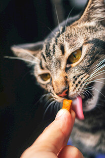 猫咪被喂零食瞬间