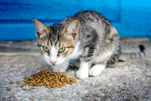 猫咪专注进食猫粮