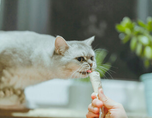 猫咪张嘴吃人手喂的食物