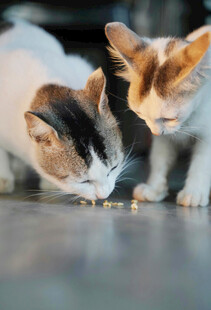 三只猫咪低头进食瞬间