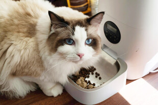 布偶猫享用美味猫粮