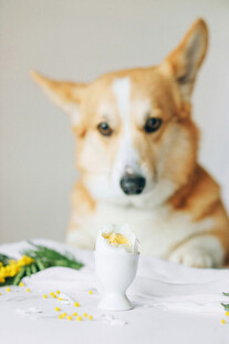 萌犬面前的美味小食