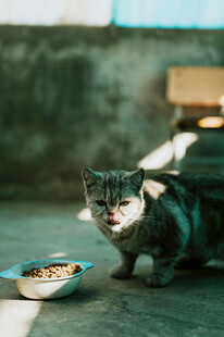 猫咪进食时的可爱瞬间