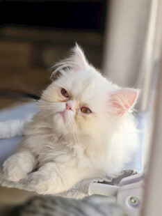 可爱白毛猫咪惬意躺卧