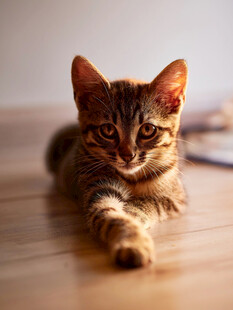 趴着的可爱斑纹小猫