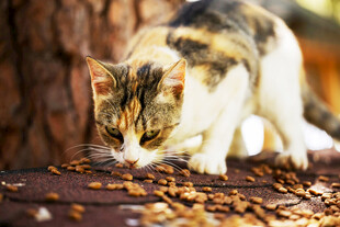 猫咪嗅闻地上的猫粮
