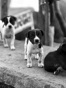 三只萌犬在户外的瞬间