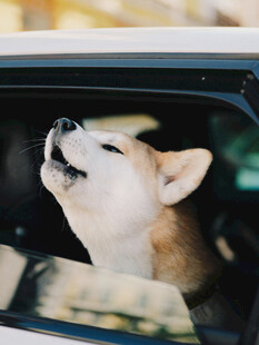 柴犬探出头开心望向天空