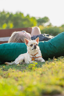 人与萌犬惬意躺卧草地
