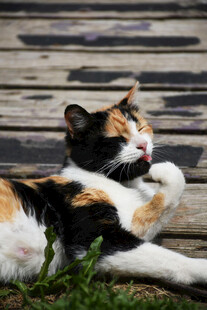三色猫惬意躺卧在草地